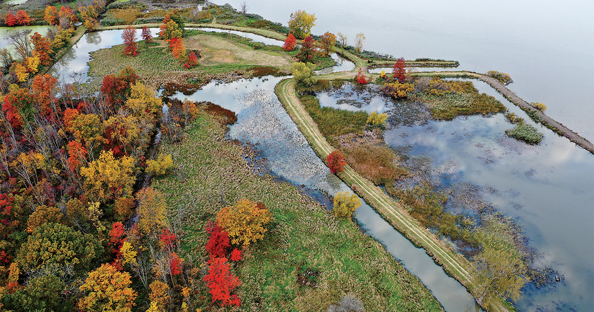 Wetland on the shore of the Great Lakes. Photo by Chris Sebastian, DU.jpg
